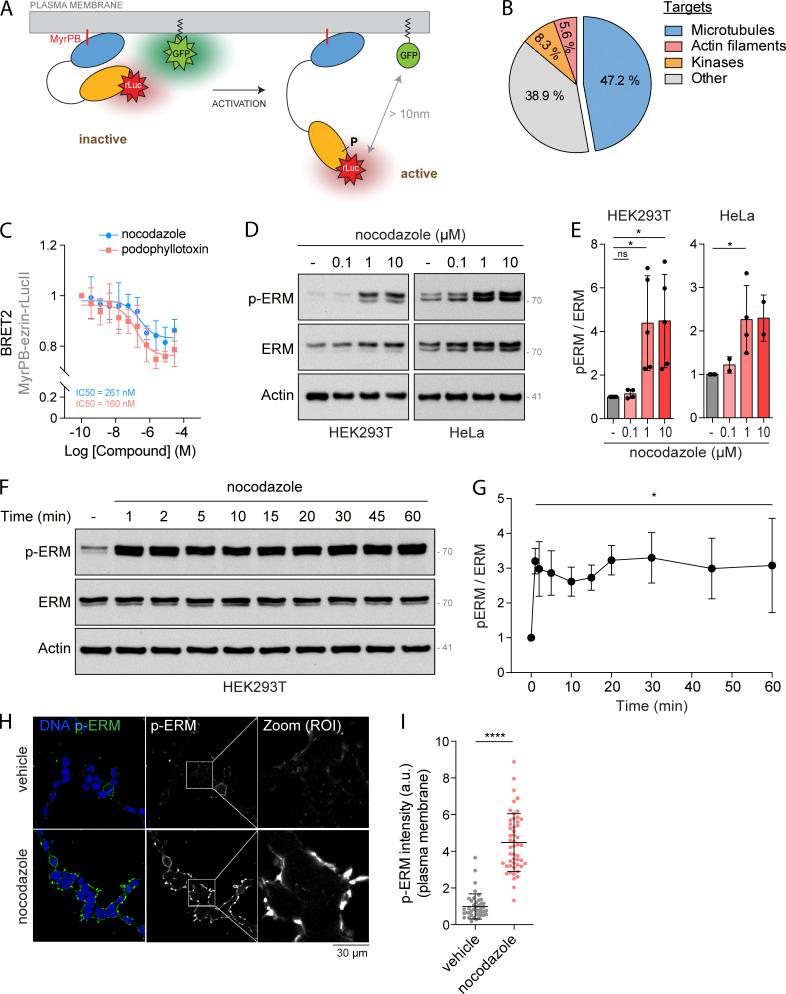 https://cdn.ncbi.nlm.nih.gov/pmc/blobs/f0ee/9059391/2fe13df0e9f7/JCB_202109065_Fig1.jpg