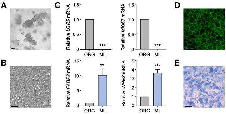 https://cdn.ncbi.nlm.nih.gov/pmc/blobs/f0ef/11482628/2f27d0dde649/cells-13-01623-g001.jpg
