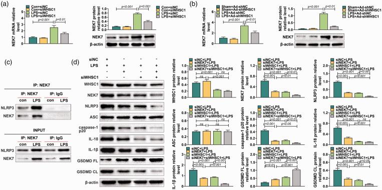 https://cdn.ncbi.nlm.nih.gov/pmc/blobs/f117/8504266/8366c4eaeba5/10.1177_17534259211035426-fig5.jpg
