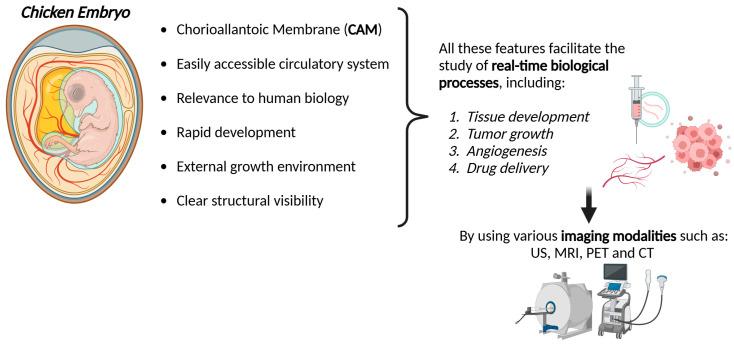 https://cdn.ncbi.nlm.nih.gov/pmc/blobs/f163/11673736/394040c80d6a/biomedicines-12-02835-g007.jpg