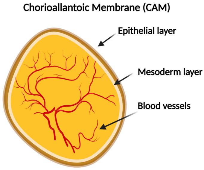 https://cdn.ncbi.nlm.nih.gov/pmc/blobs/f163/11673736/a7941e665bea/biomedicines-12-02835-g002.jpg