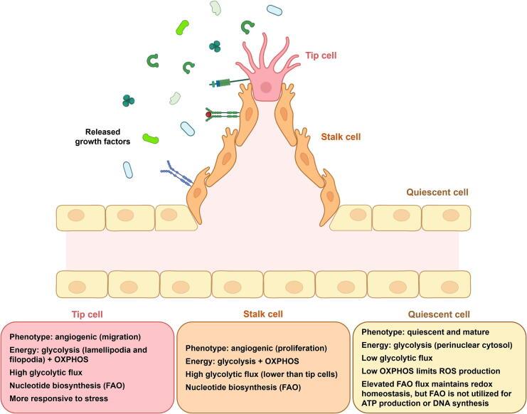 https://cdn.ncbi.nlm.nih.gov/pmc/blobs/f183/11976431/975ae23b8c3d/gr1.jpg