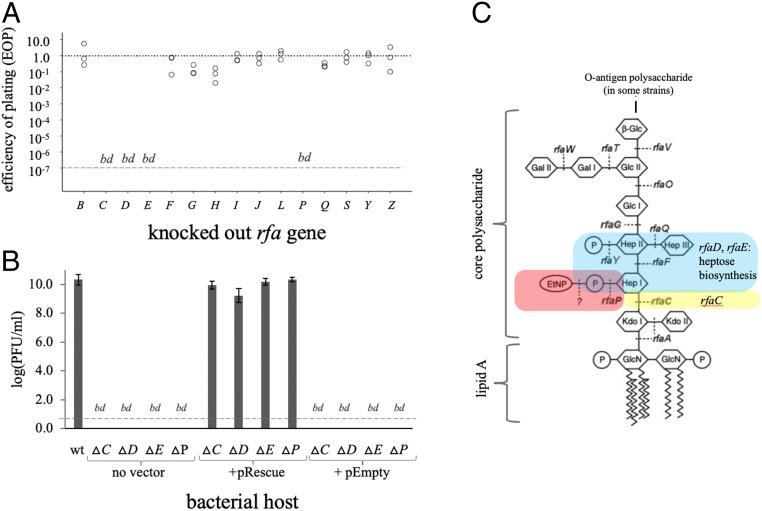 https://cdn.ncbi.nlm.nih.gov/pmc/blobs/f183/7260982/46e0b2aeed17/pnas.1919888117fig02.jpg