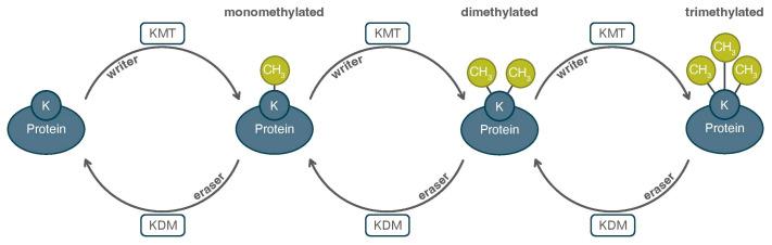 https://cdn.ncbi.nlm.nih.gov/pmc/blobs/f19f/12371983/a83608984109/proteomes-13-00037-g002.jpg