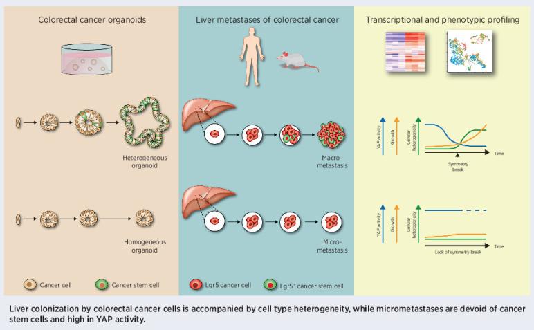 https://cdn.ncbi.nlm.nih.gov/pmc/blobs/f1ff/9381095/b5530312a556/overview_graphic_can-21-0933.jpg
