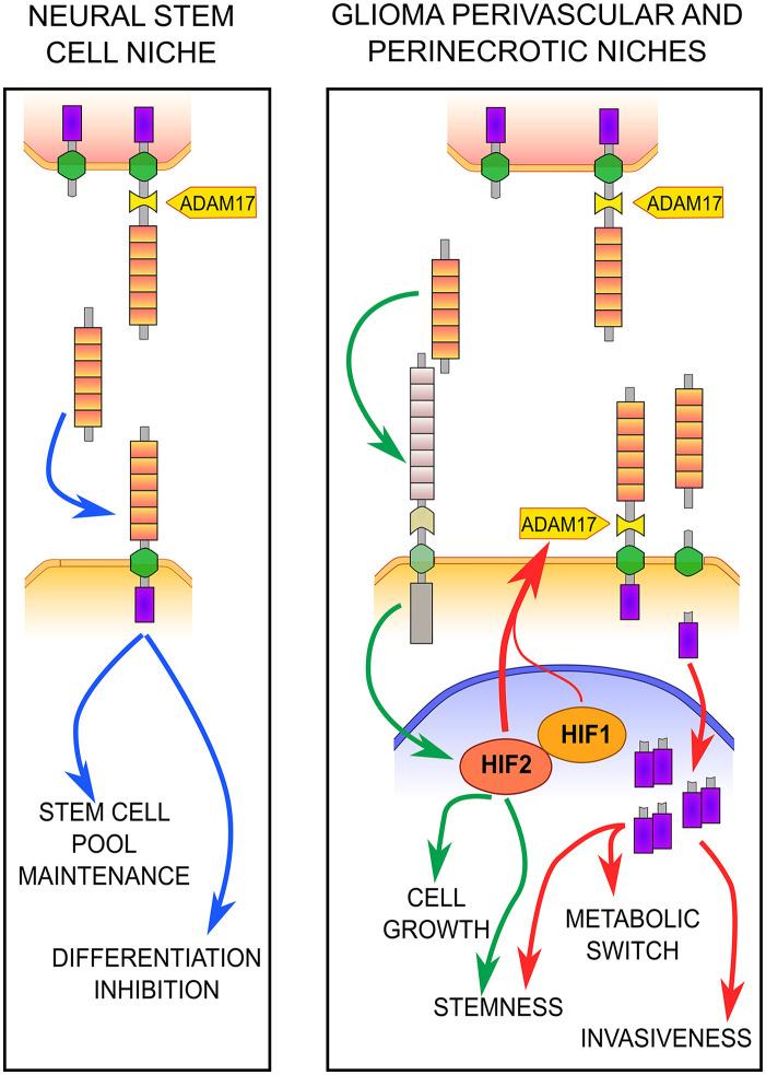 https://cdn.ncbi.nlm.nih.gov/pmc/blobs/f200/8721572/084dd2076082/10.1369_00221554211048951-fig3.jpg