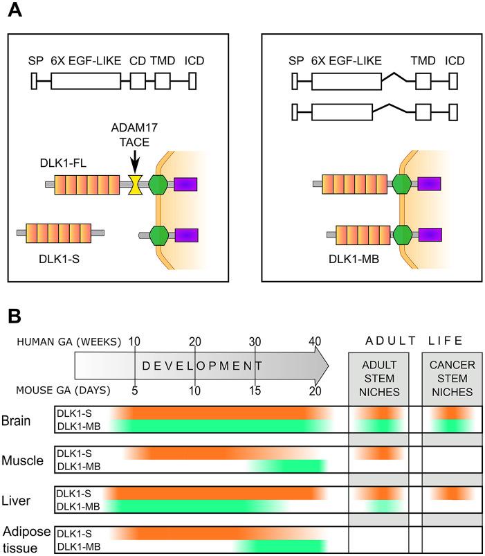 https://cdn.ncbi.nlm.nih.gov/pmc/blobs/f200/8721572/7a009325e644/10.1369_00221554211048951-fig1.jpg