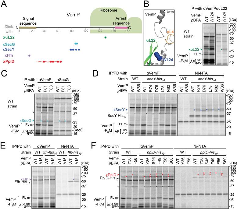 https://cdn.ncbi.nlm.nih.gov/pmc/blobs/f214/7793623/020da03b0423/elife-62623-fig1.jpg
