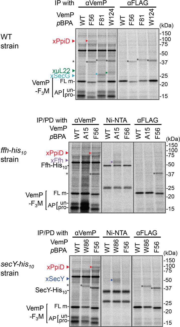 https://cdn.ncbi.nlm.nih.gov/pmc/blobs/f214/7793623/888f891e4493/elife-62623-fig1-figsupp5.jpg