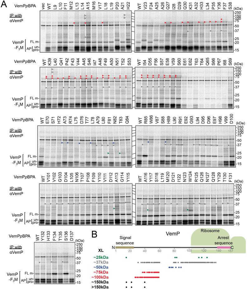https://cdn.ncbi.nlm.nih.gov/pmc/blobs/f214/7793623/b7886ae13576/elife-62623-fig1-figsupp1.jpg