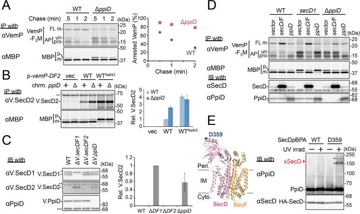 https://cdn.ncbi.nlm.nih.gov/pmc/blobs/f214/7793623/c1b4771df09a/elife-62623-fig4.jpg