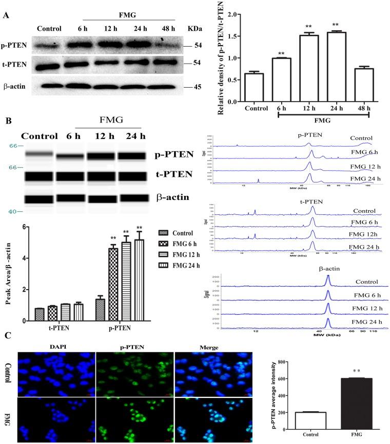 https://cdn.ncbi.nlm.nih.gov/pmc/blobs/f22a/5731899/64d03c943669/oncotarget-08-101599-g005.jpg