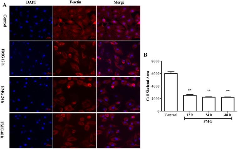 https://cdn.ncbi.nlm.nih.gov/pmc/blobs/f22a/5731899/898eca975cd2/oncotarget-08-101599-g007.jpg