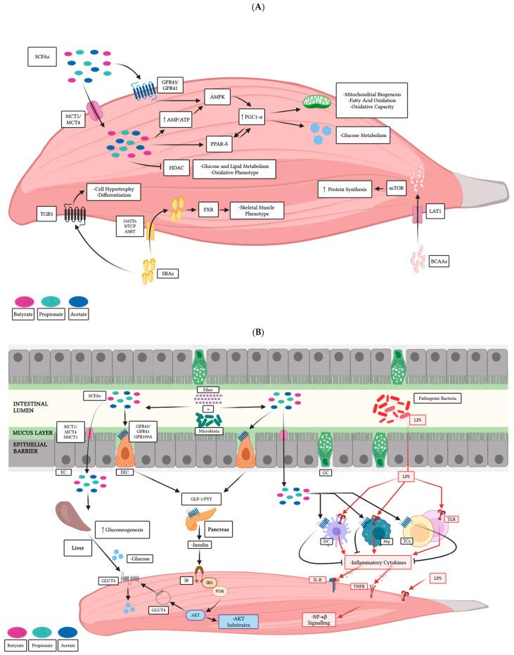 https://cdn.ncbi.nlm.nih.gov/pmc/blobs/f2ef/12029878/ce38a7f5bfa2/microorganisms-13-00784-g003.jpg