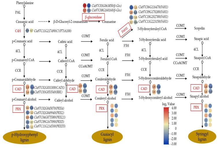 https://cdn.ncbi.nlm.nih.gov/pmc/blobs/f2f5/9367363/67d64cc37a02/cells-11-02338-g007.jpg