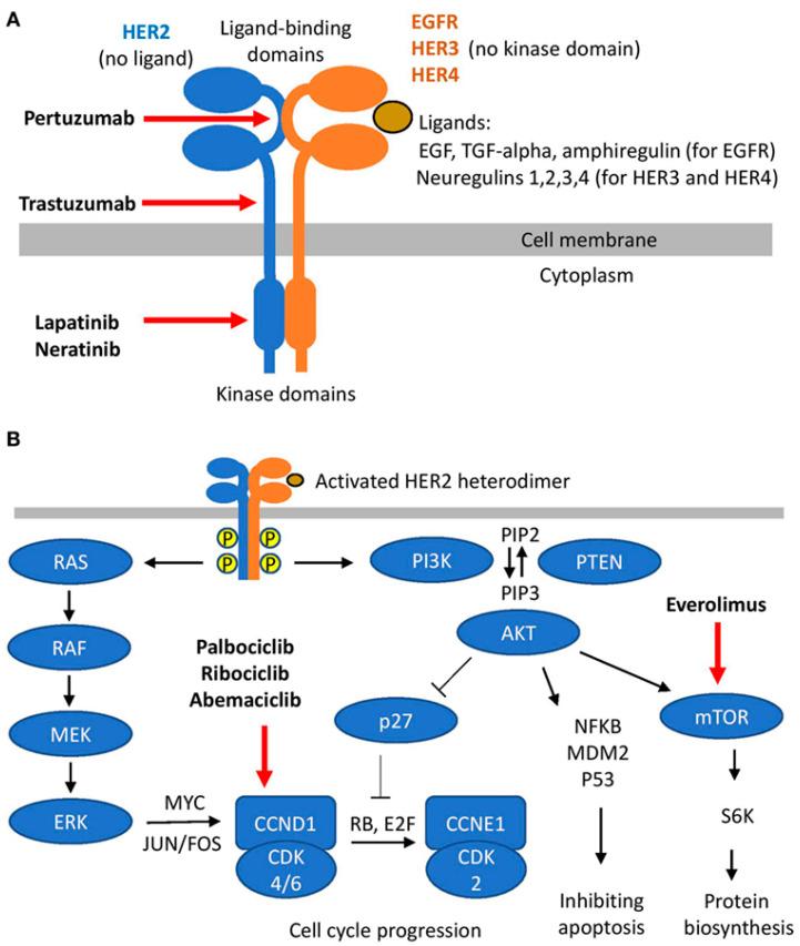 https://cdn.ncbi.nlm.nih.gov/pmc/blobs/f2f8/10526846/2c8d0c02e5d9/biomolecules-13-01306-g002.jpg