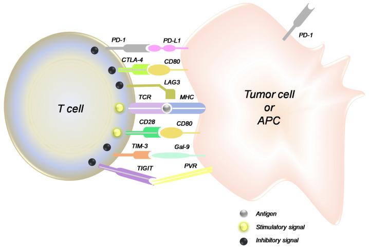 https://cdn.ncbi.nlm.nih.gov/pmc/blobs/f2f8/10526846/757d1612d6a3/biomolecules-13-01306-g003.jpg