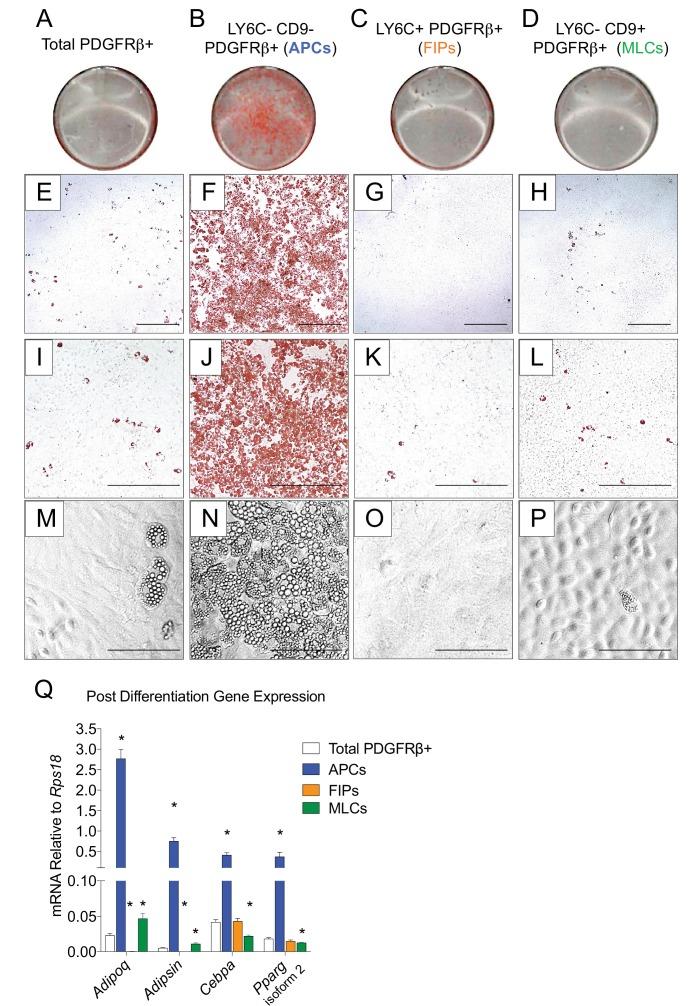 https://cdn.ncbi.nlm.nih.gov/pmc/blobs/f320/6167054/719e170829e8/elife-39636-fig3.jpg