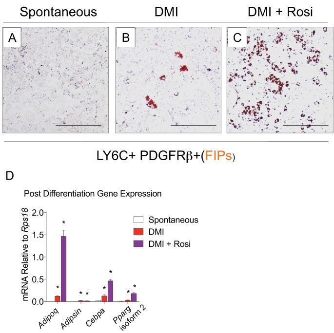 https://cdn.ncbi.nlm.nih.gov/pmc/blobs/f320/6167054/adee21a9e9ad/elife-39636-fig3-figsupp2.jpg
