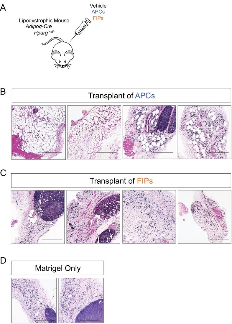 https://cdn.ncbi.nlm.nih.gov/pmc/blobs/f320/6167054/c64d0280e1a3/elife-39636-fig3-figsupp3.jpg