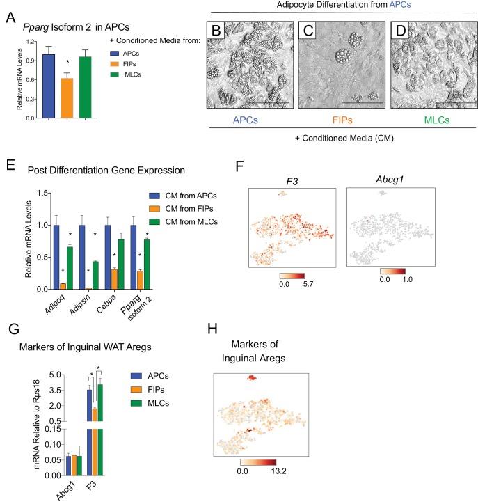 https://cdn.ncbi.nlm.nih.gov/pmc/blobs/f320/6167054/db0c565a209f/elife-39636-fig5.jpg
