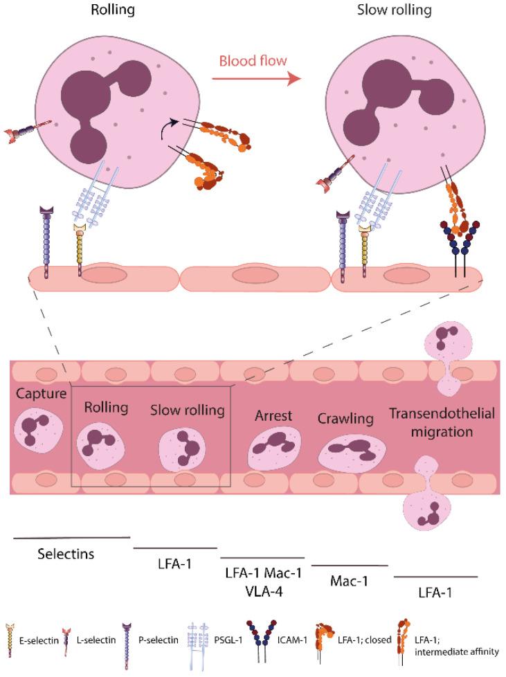 https://cdn.ncbi.nlm.nih.gov/pmc/blobs/f36d/9025114/06c6dae3332c/cells-11-01310-g001.jpg