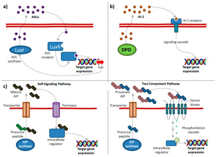 https://cdn.ncbi.nlm.nih.gov/pmc/blobs/f396/9229978/ccf48dee5211/microorganisms-10-01192-g001.jpg
