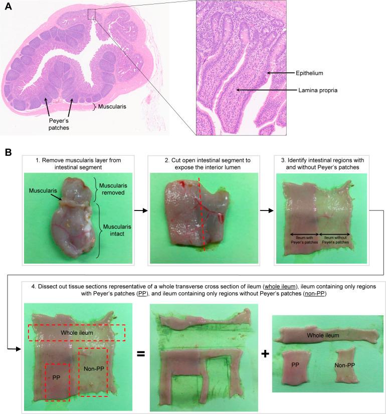 https://cdn.ncbi.nlm.nih.gov/pmc/blobs/f3ab/9396248/0e10647b7961/LSA-2022-01442_FigS1.jpg