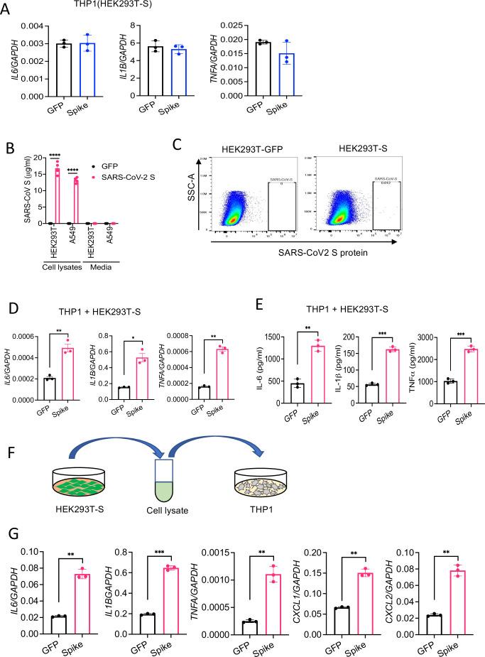 https://cdn.ncbi.nlm.nih.gov/pmc/blobs/f3b3/8709575/1a64c2930ef4/elife-68563-fig3-figsupp2.jpg