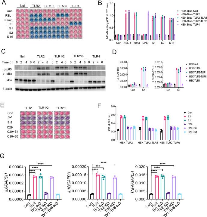 https://cdn.ncbi.nlm.nih.gov/pmc/blobs/f3b3/8709575/4ecedb55dcbf/elife-68563-fig6.jpg
