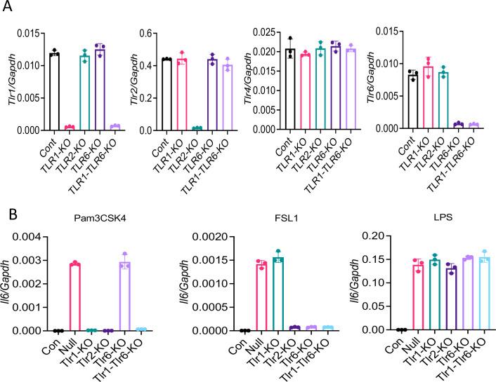 https://cdn.ncbi.nlm.nih.gov/pmc/blobs/f3b3/8709575/767606409141/elife-68563-fig6-figsupp2.jpg
