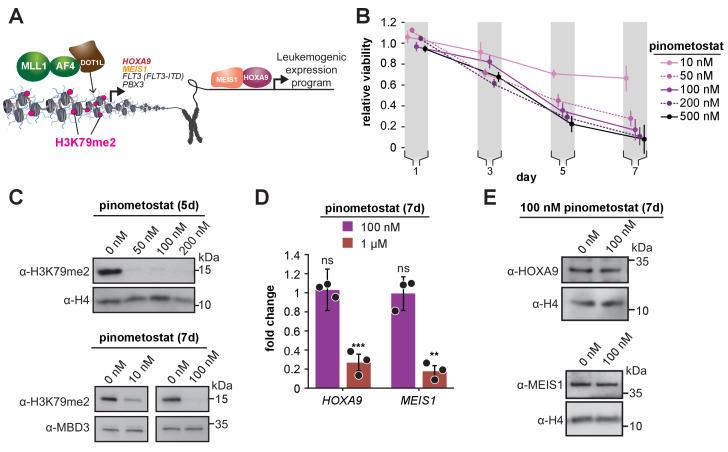 https://cdn.ncbi.nlm.nih.gov/pmc/blobs/f3cc/8315800/7e54ddba36a6/elife-64960-fig1.jpg