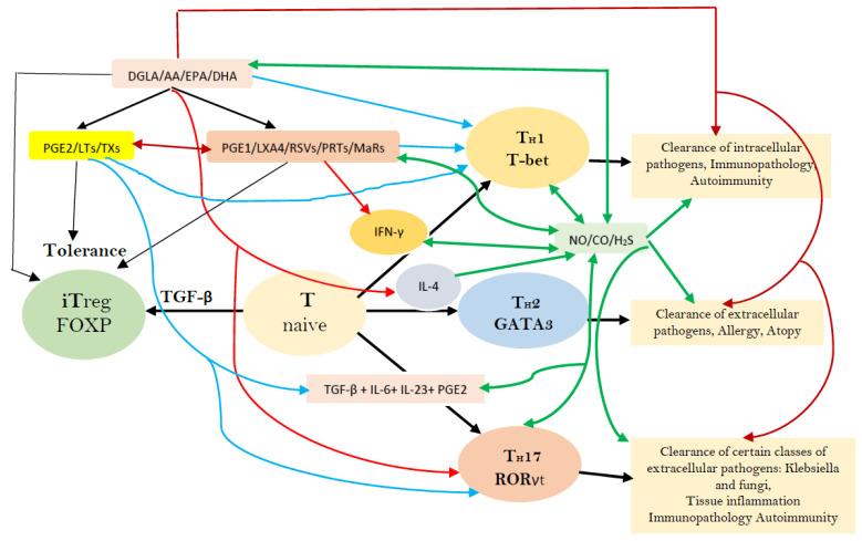 https://cdn.ncbi.nlm.nih.gov/pmc/blobs/f3dd/8699107/4b579263f9f6/biomolecules-11-01873-g013.jpg