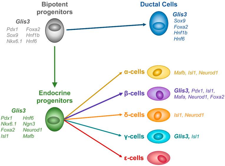 https://cdn.ncbi.nlm.nih.gov/pmc/blobs/f3e4/8700524/41c953fe19ce/cells-10-03471-g002.jpg