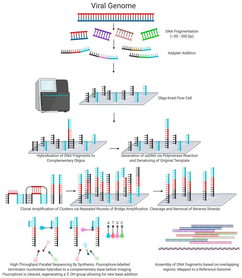 https://cdn.ncbi.nlm.nih.gov/pmc/blobs/f409/8227372/b52c14facd53/viruses-13-01020-g003.jpg