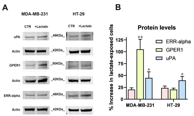 https://cdn.ncbi.nlm.nih.gov/pmc/blobs/f41f/11430493/7a5b4e961b00/cells-13-01533-g002.jpg