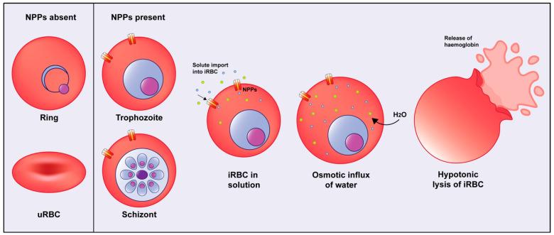 https://cdn.ncbi.nlm.nih.gov/pmc/blobs/f42d/11274399/e4c08e0416d7/biomolecules-14-00781-g001.jpg