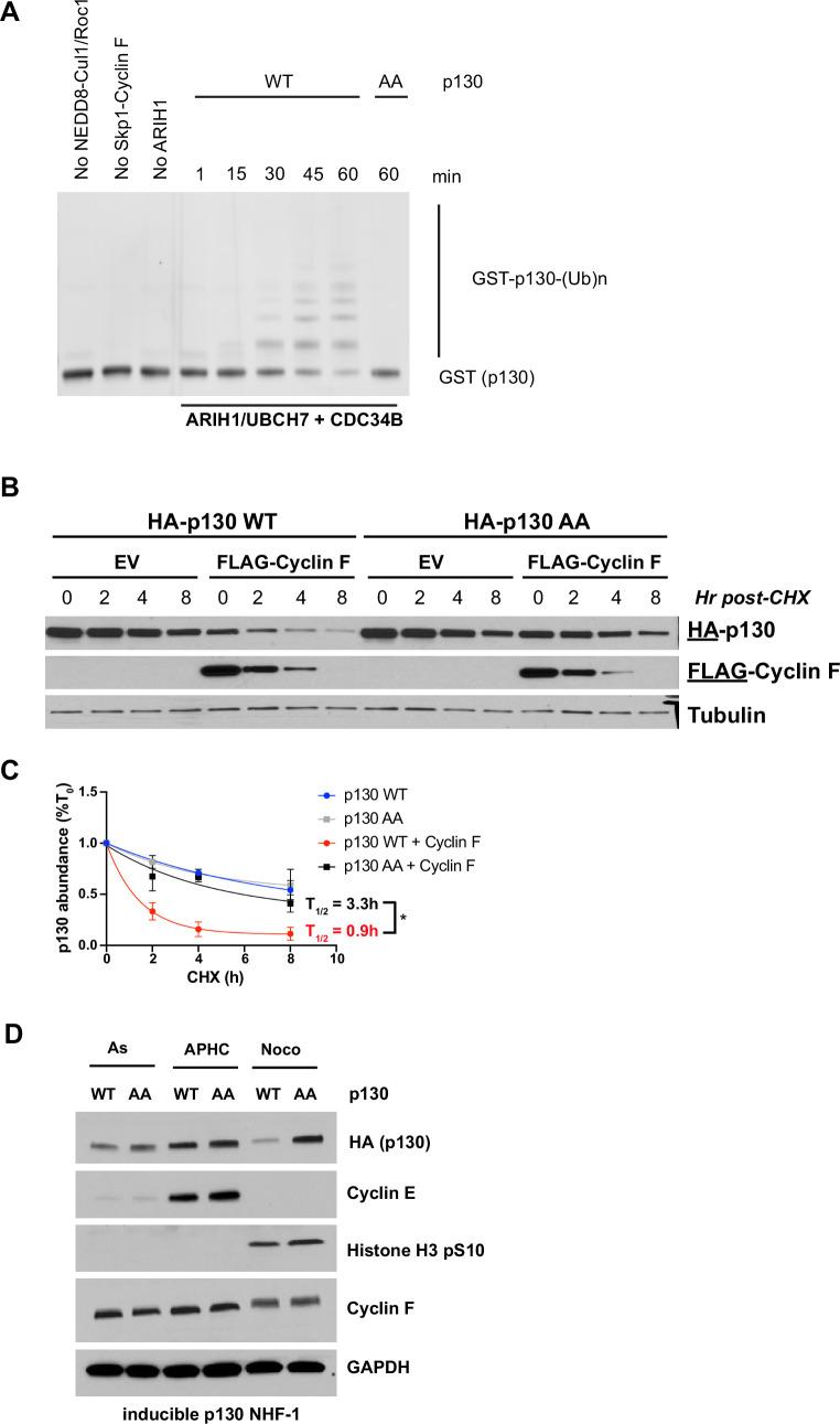 https://cdn.ncbi.nlm.nih.gov/pmc/blobs/f42d/8670743/5505265994e1/elife-70691-fig5.jpg