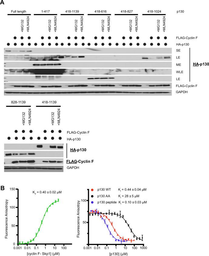 https://cdn.ncbi.nlm.nih.gov/pmc/blobs/f42d/8670743/8280530bb7a1/elife-70691-fig4-figsupp1.jpg