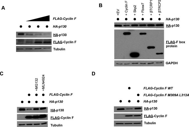 https://cdn.ncbi.nlm.nih.gov/pmc/blobs/f42d/8670743/98033f34b5b0/elife-70691-fig3.jpg