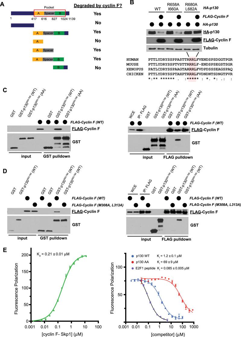 https://cdn.ncbi.nlm.nih.gov/pmc/blobs/f42d/8670743/9c292c164026/elife-70691-fig4.jpg
