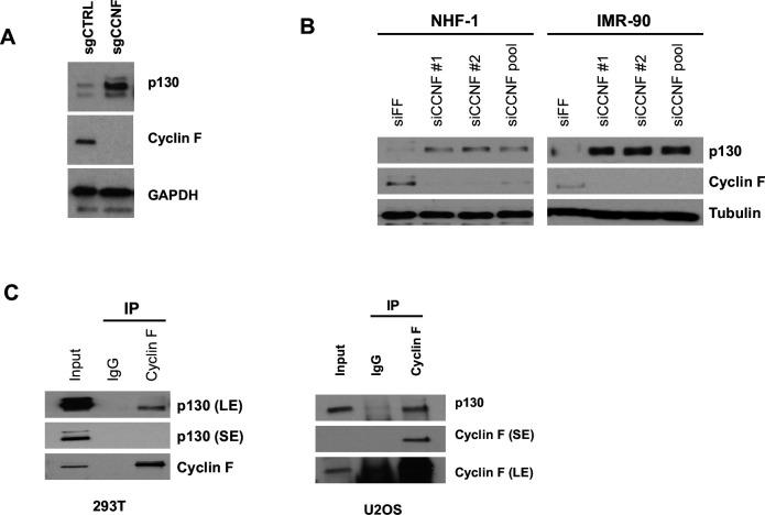 https://cdn.ncbi.nlm.nih.gov/pmc/blobs/f42d/8670743/a21a4d196f27/elife-70691-fig2.jpg