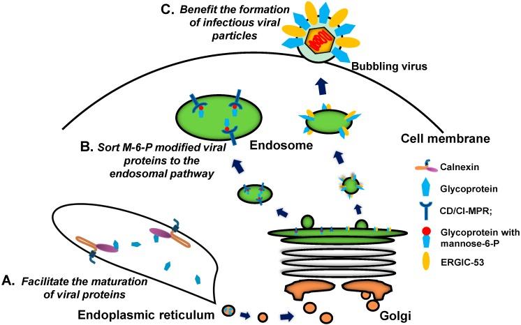 https://cdn.ncbi.nlm.nih.gov/pmc/blobs/f430/6272511/c2c0f259643d/molecules-20-02272-g004.jpg