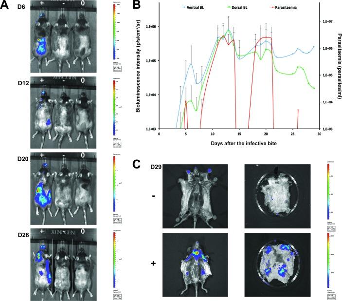 https://cdn.ncbi.nlm.nih.gov/pmc/blobs/f454/5065312/cf3c1f01b1cf/elife-17716-fig3.jpg