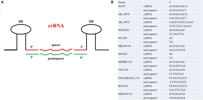 https://cdn.ncbi.nlm.nih.gov/pmc/blobs/f458/8571024/b470294c9bb9/fmicb-12-736565-g004.jpg