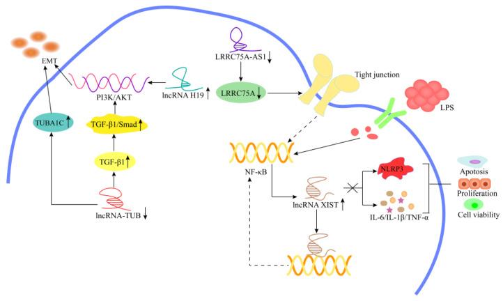 https://cdn.ncbi.nlm.nih.gov/pmc/blobs/f4a0/9688074/9baddea8e3ae/cells-11-03642-g008.jpg