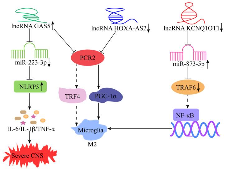 https://cdn.ncbi.nlm.nih.gov/pmc/blobs/f4a0/9688074/f22971d2fea7/cells-11-03642-g009.jpg