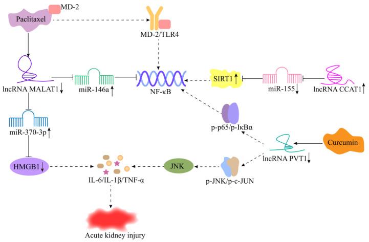https://cdn.ncbi.nlm.nih.gov/pmc/blobs/f4a0/9688074/fef6527c90c0/cells-11-03642-g004.jpg