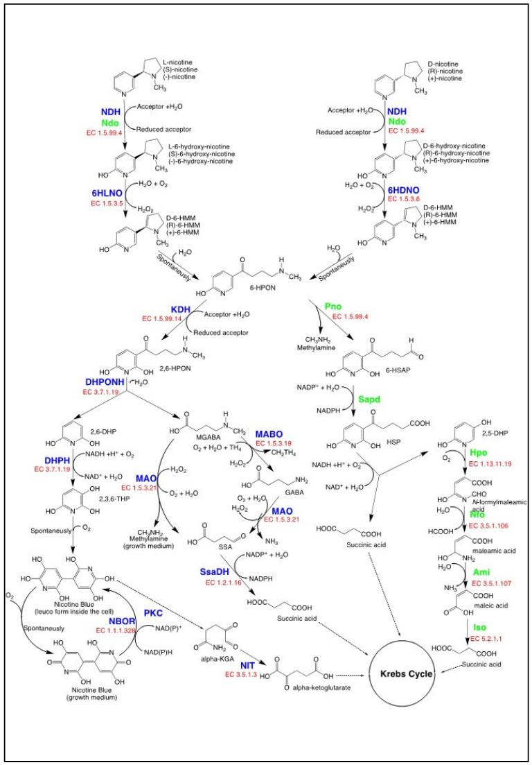 https://cdn.ncbi.nlm.nih.gov/pmc/blobs/f4ab/10813004/2e3b5867a066/biomolecules-14-00023-g002.jpg