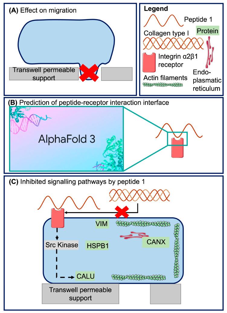https://cdn.ncbi.nlm.nih.gov/pmc/blobs/f4ac/12347341/89ce14941945/ijms-26-07480-g001.jpg